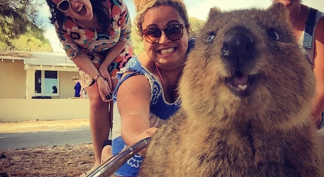 Quokka Selfie Is Now On My To-Do List